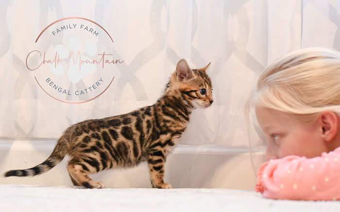 Bengal kitten for sale